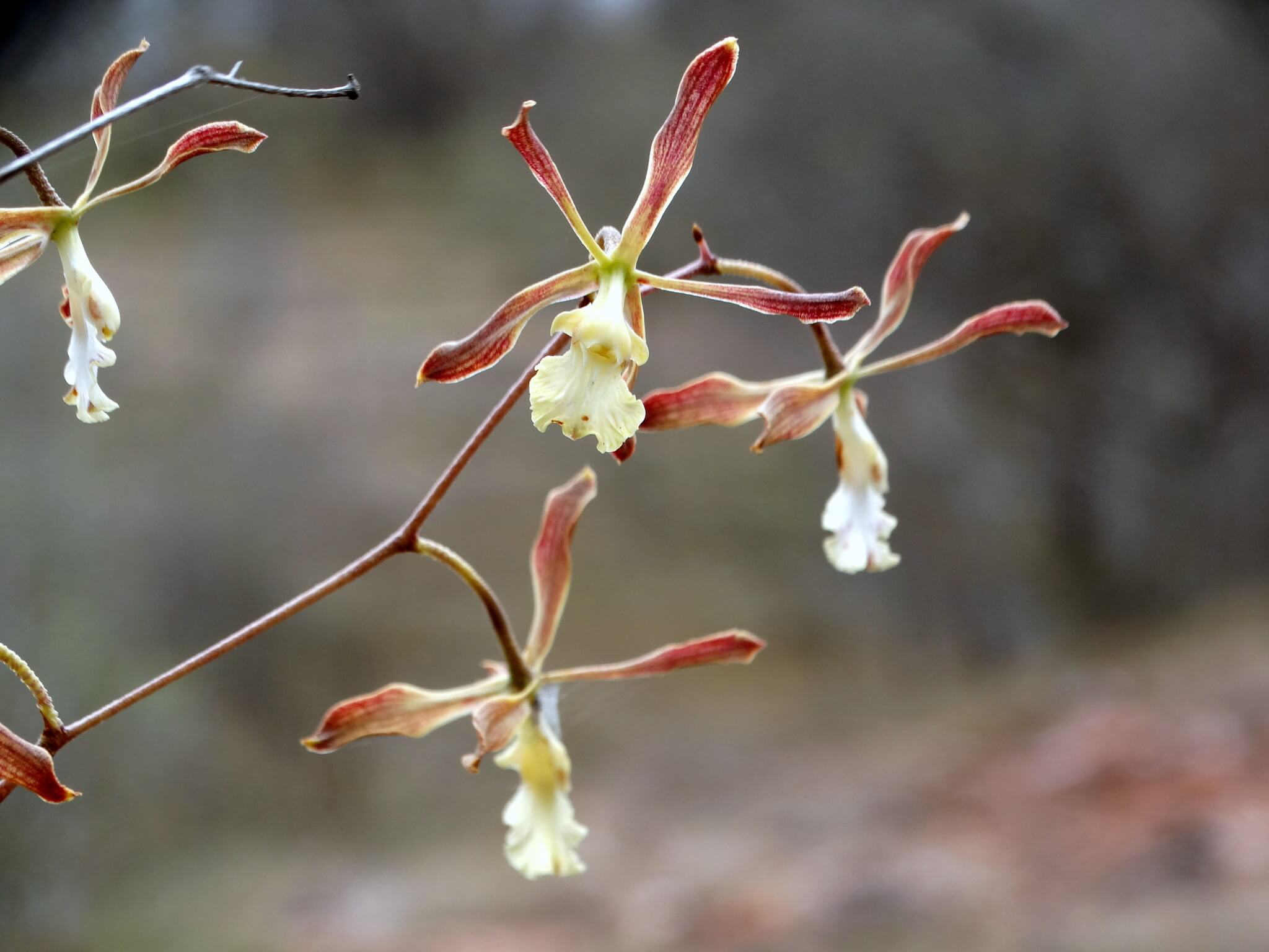 Encyclia adenocarpos
